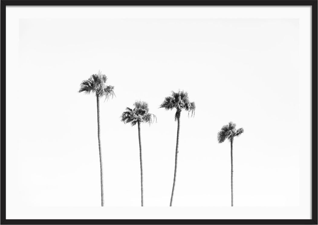 Beverly Hills Palms