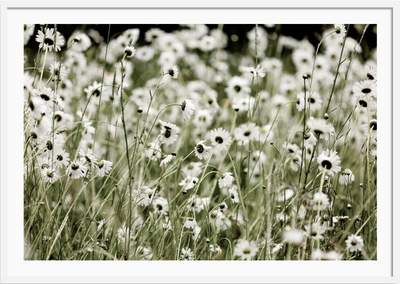 Wildflowers
