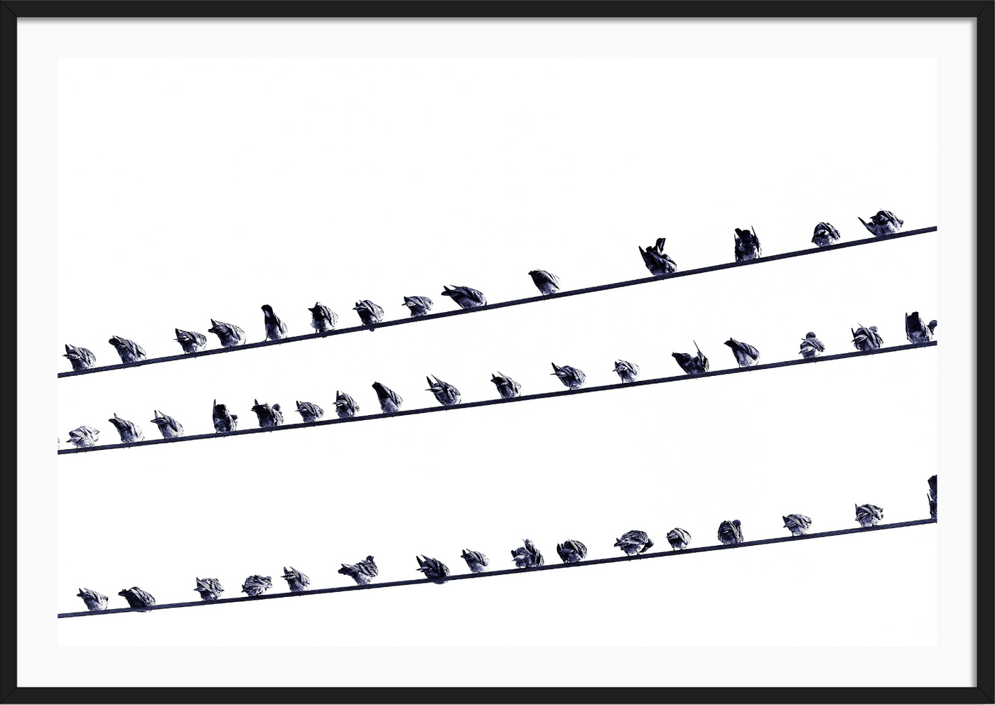 Birds on a Wire