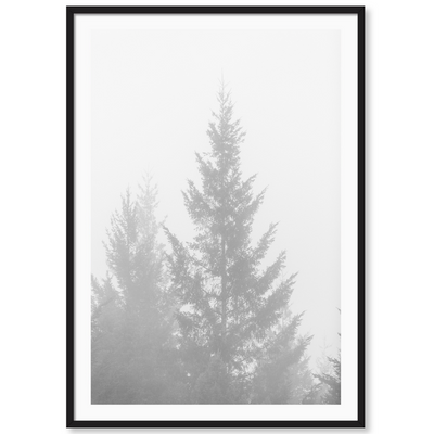 Black and White Redwoods 1