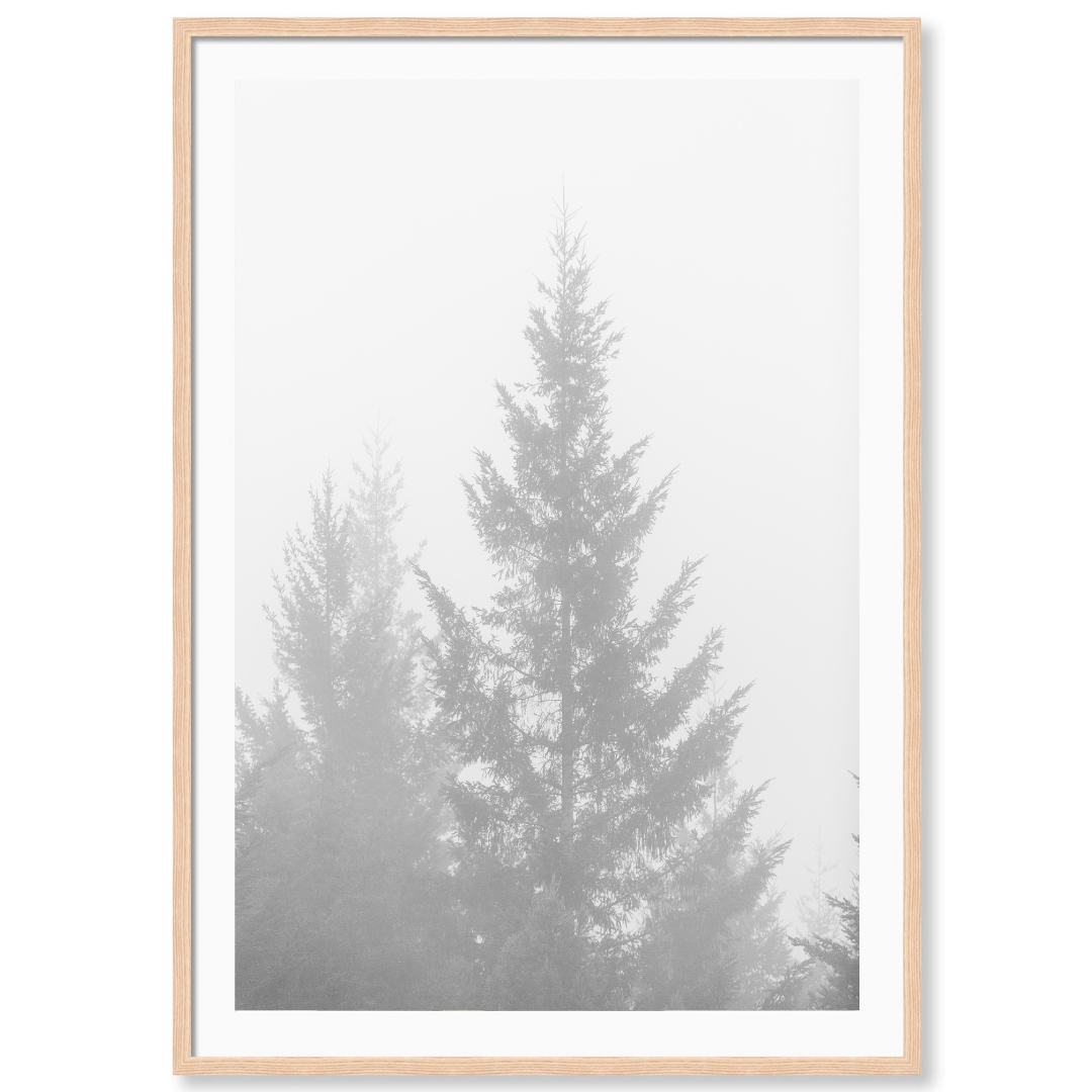 Black and White Redwoods 1