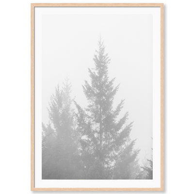 Black and White Redwoods 1