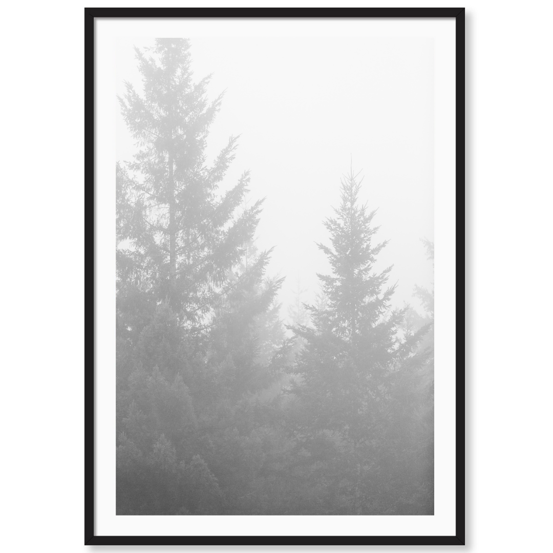 Black and White Redwoods
