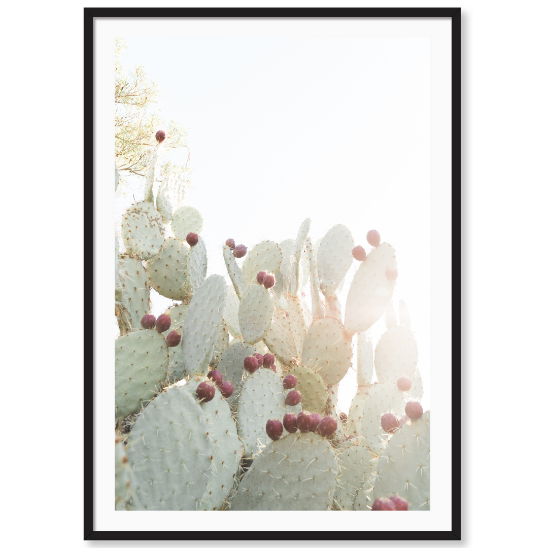 California Cactus