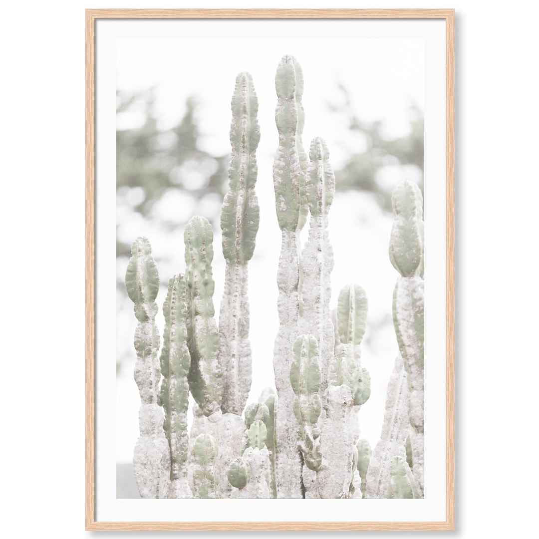 California Cactus
