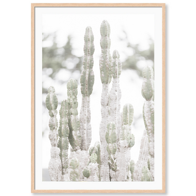 California Cactus