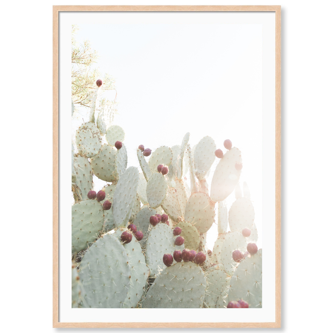 California Cactus