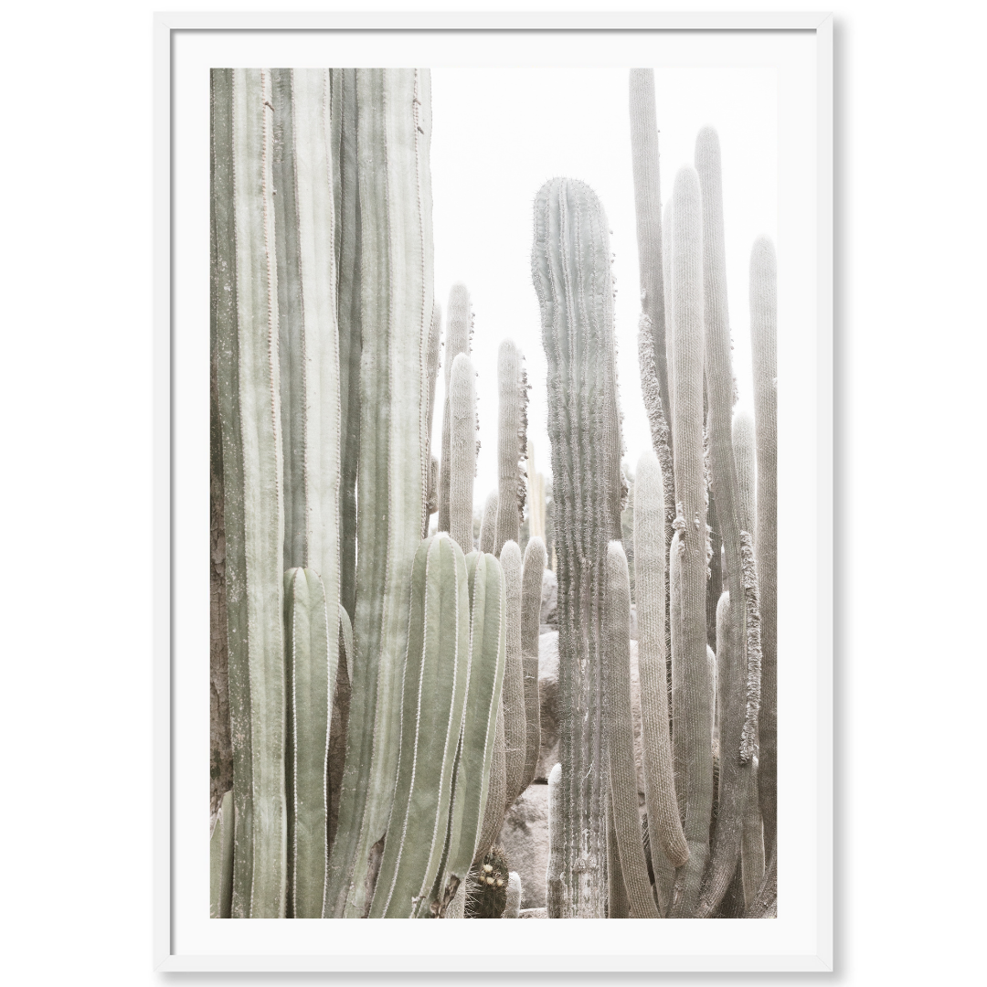 California Cactus