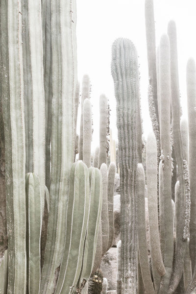 California Cactus
