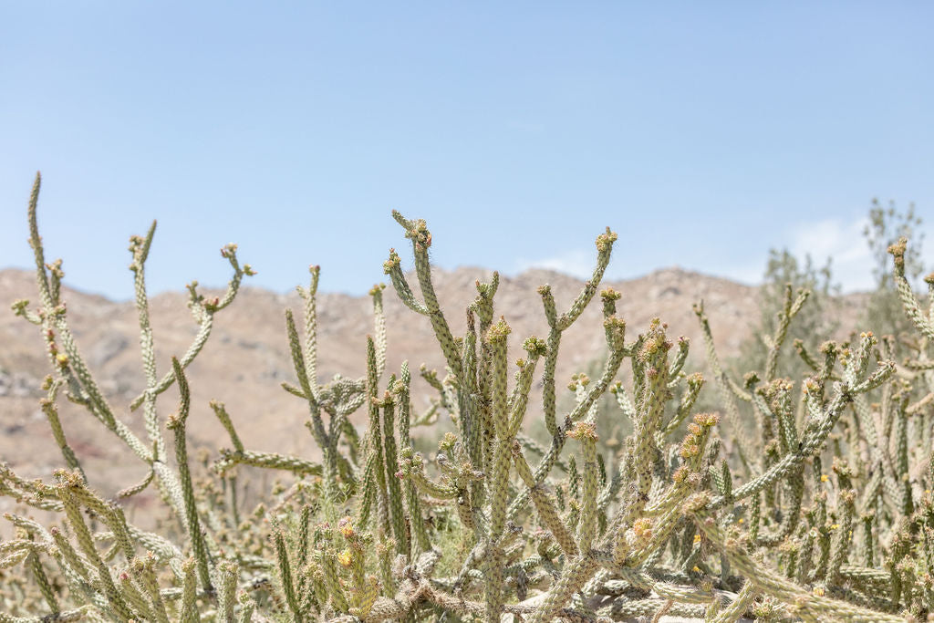 Baja California