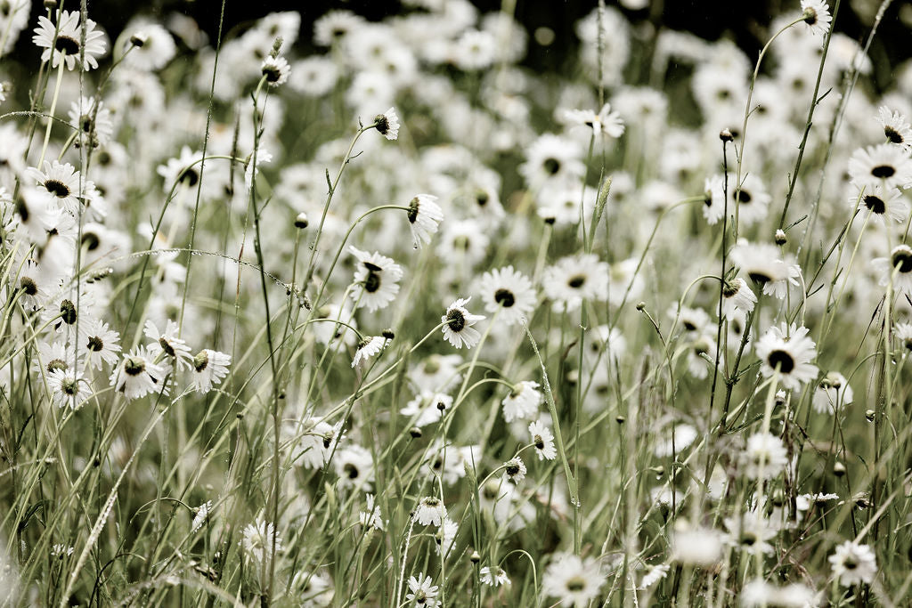 Wildflowers