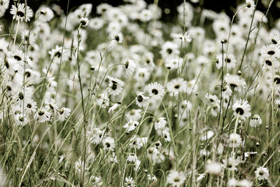 Wildflowers