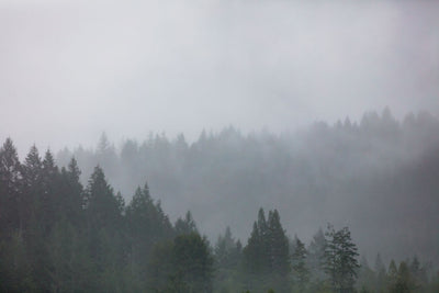 Moody Redwoods