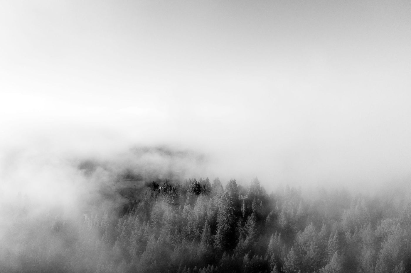 Redwoods in the Fog