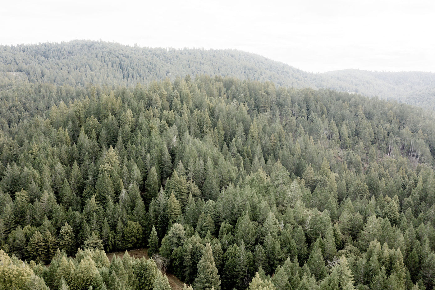 Rolling Redwoods