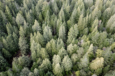 Redwoods View From Above