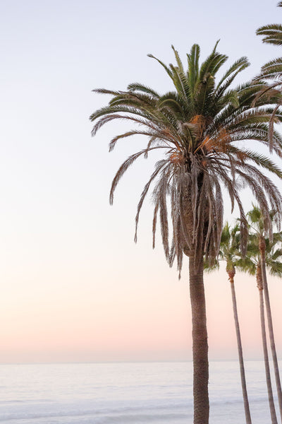 Sunset Palms