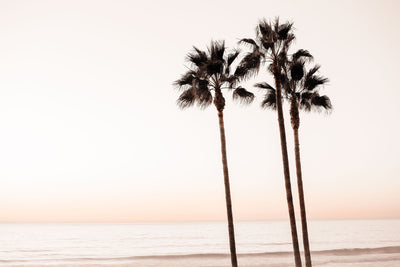 Peach Sunset Palms