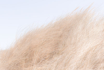 Golden in the Wind