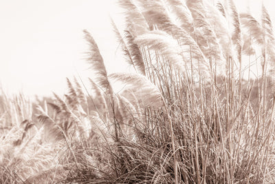 Pampas in the Wind