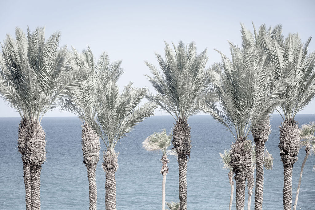 Cabo Palms