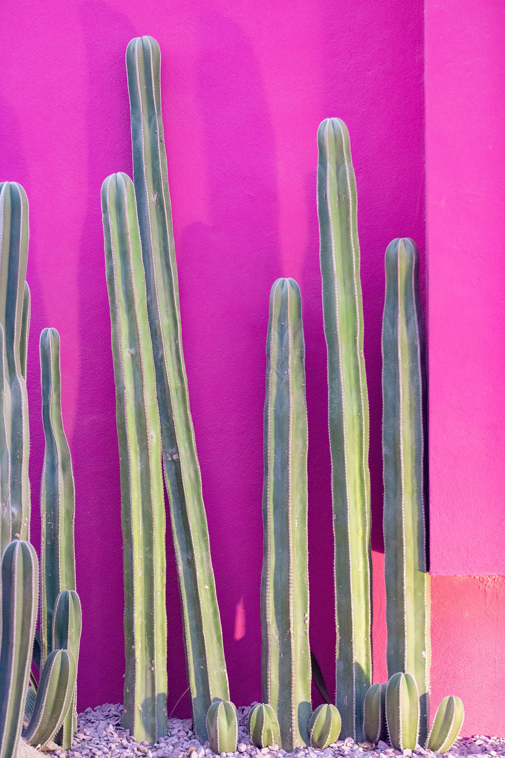 Hot Pink Cacti