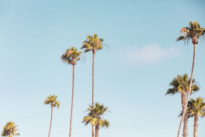 Beverly Hills Palms