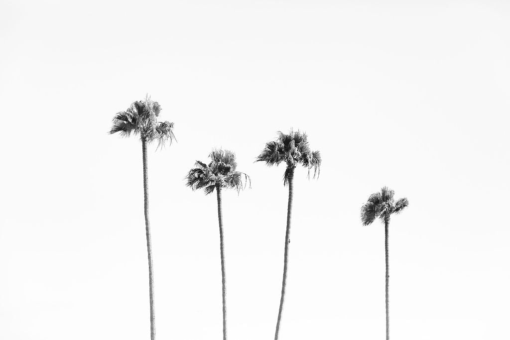 Palm Trio