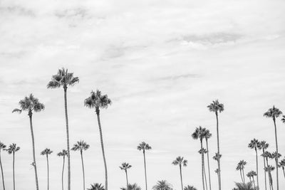 Montecito Palms Black and White