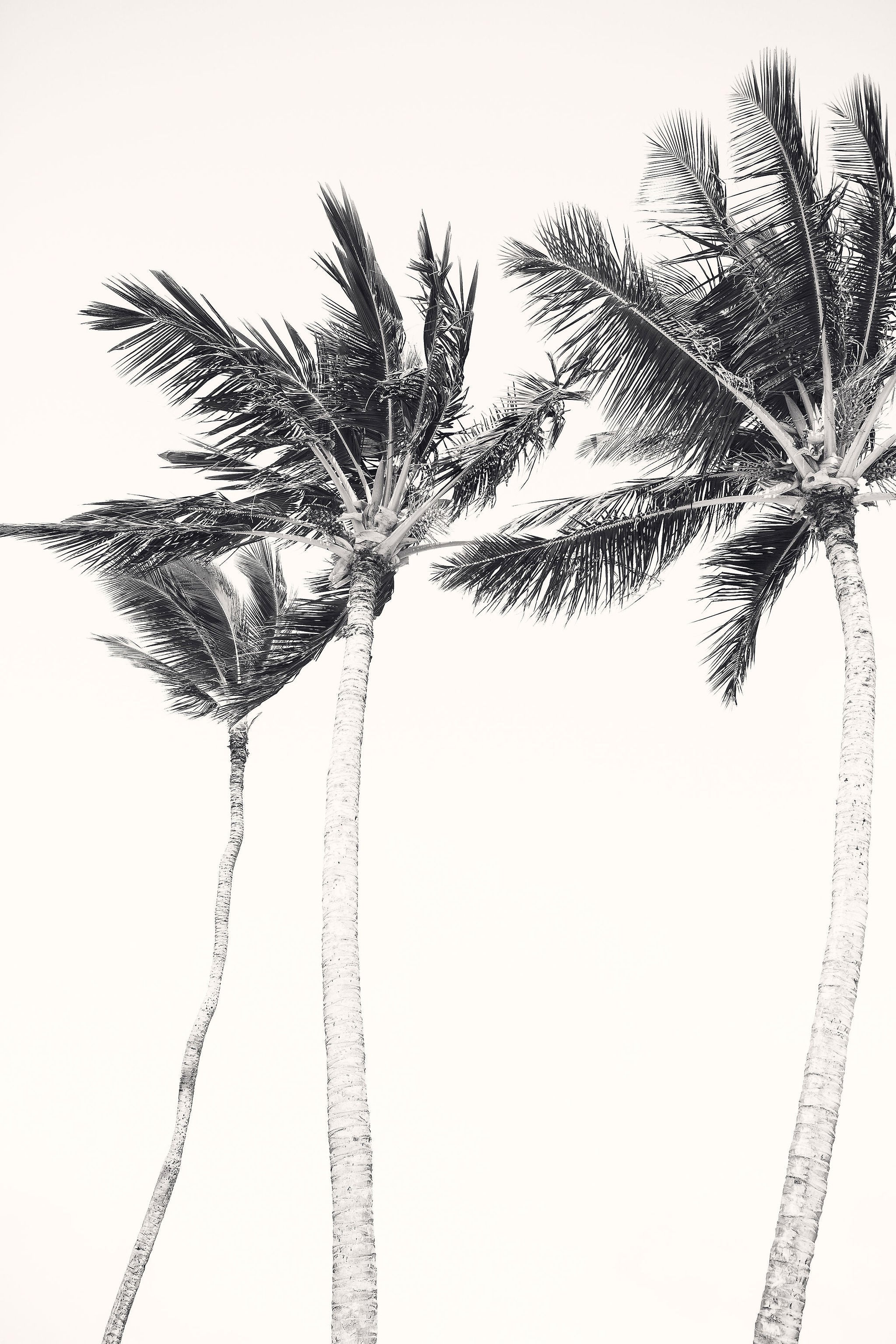 Print Image