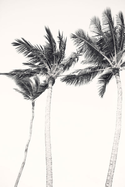 Hawaiian Palms