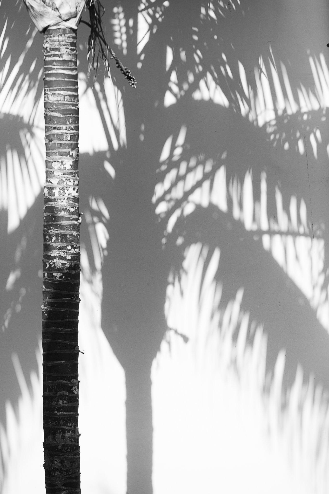 Shadow