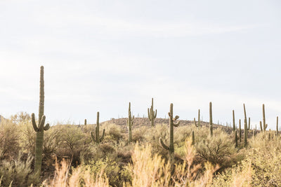 Arizona Saguaros