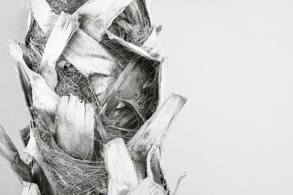 Palm Trunk