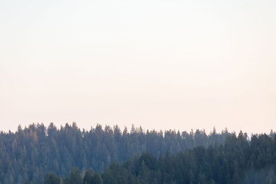 Redwoods Magic Hour