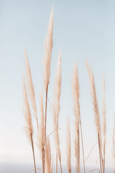 Coastal Pampas Vertical