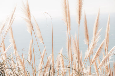 Pacific Pampas Grass
