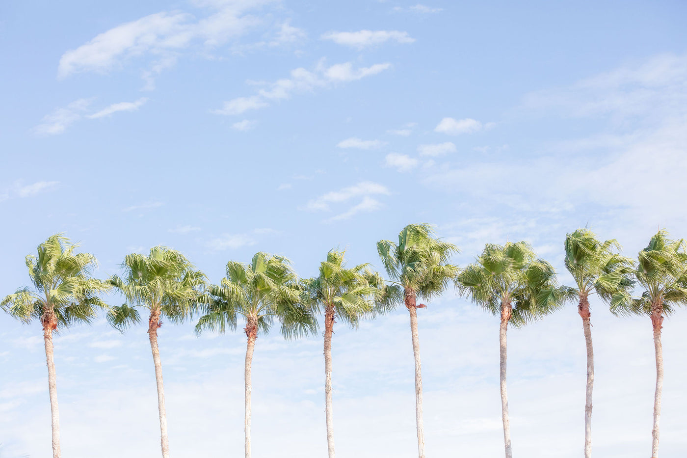 Mexico Palms