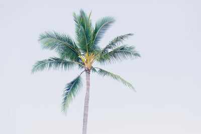 Hawaiian Palm