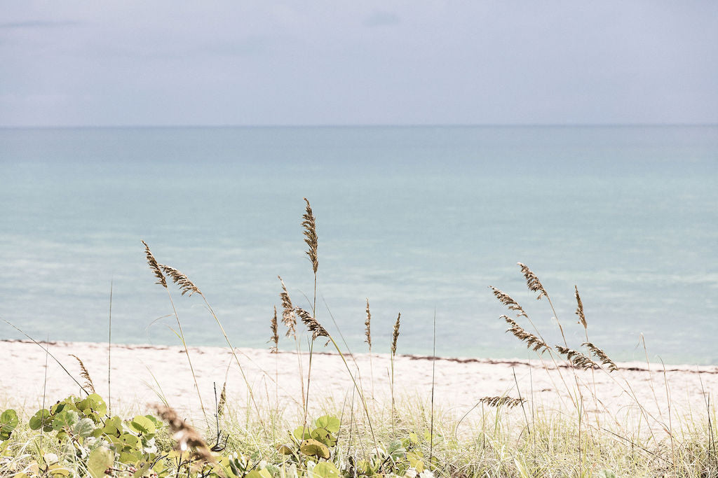 Palm Beach Wild Grass