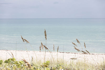 Palm Beach Wild Grass