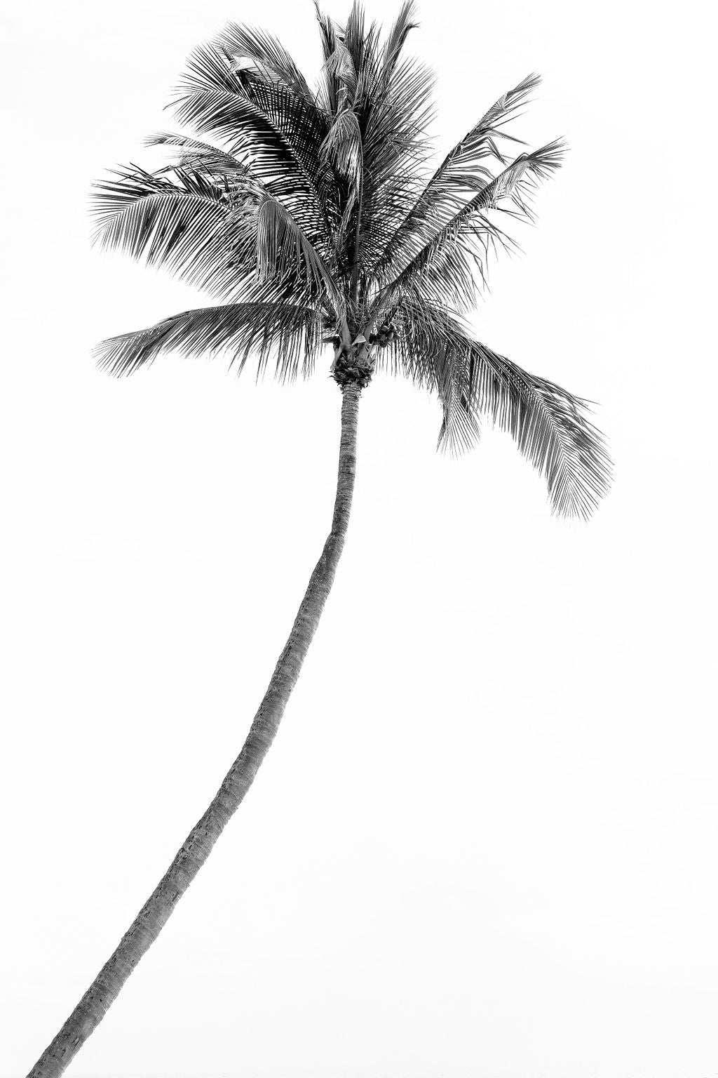 Palm Beach Palm