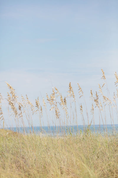 Palm Beach Wild Grass