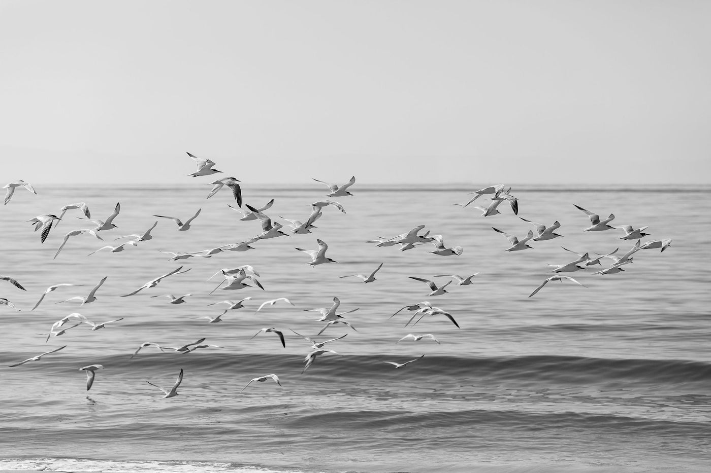 Free Bird