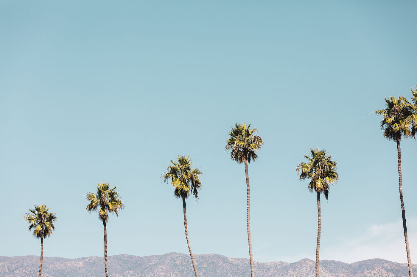 Santa Barbara Palms 2