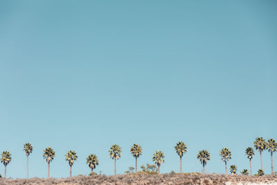 Santa Barbara Palms 3