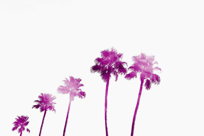 Pink Palms