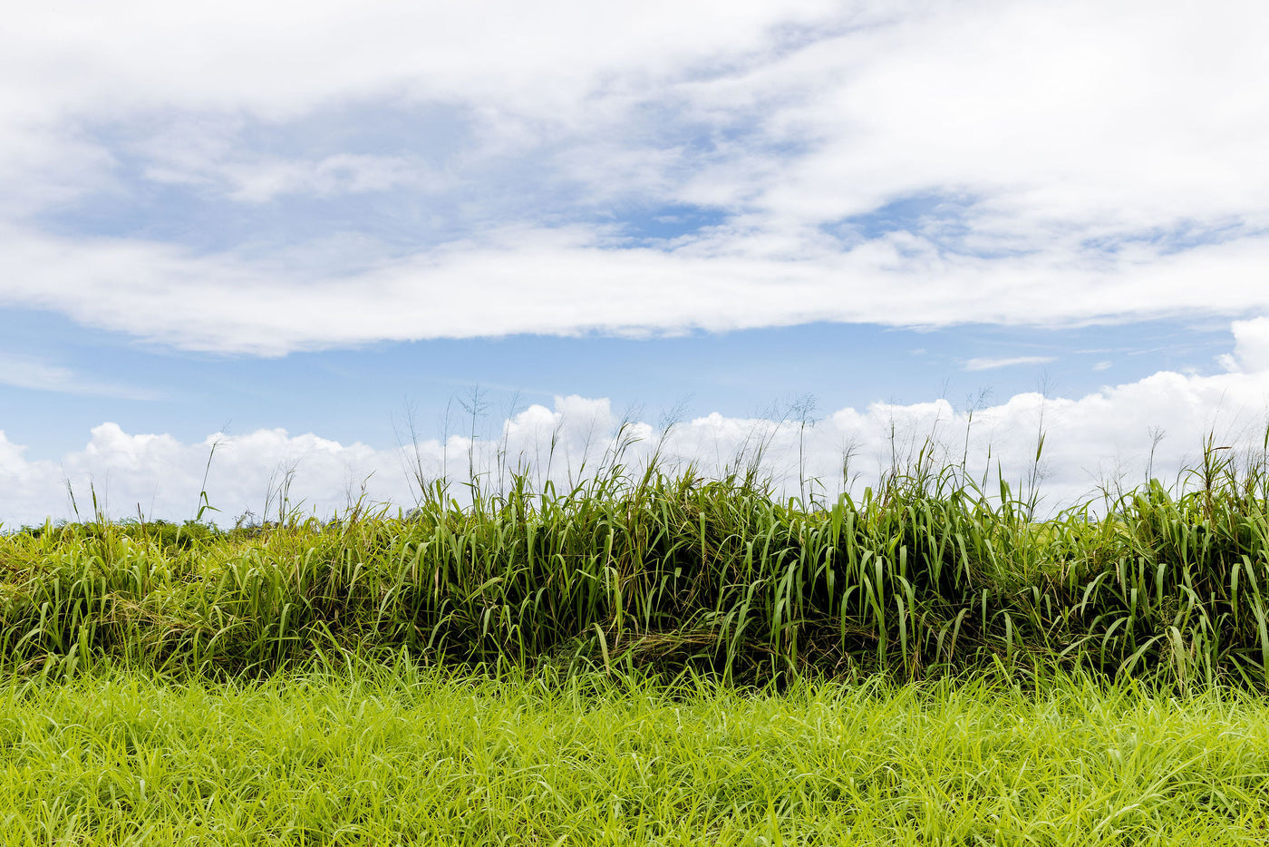 Tall Grass