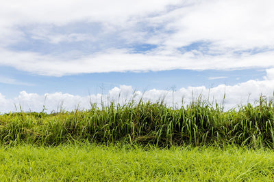 Tall Grass