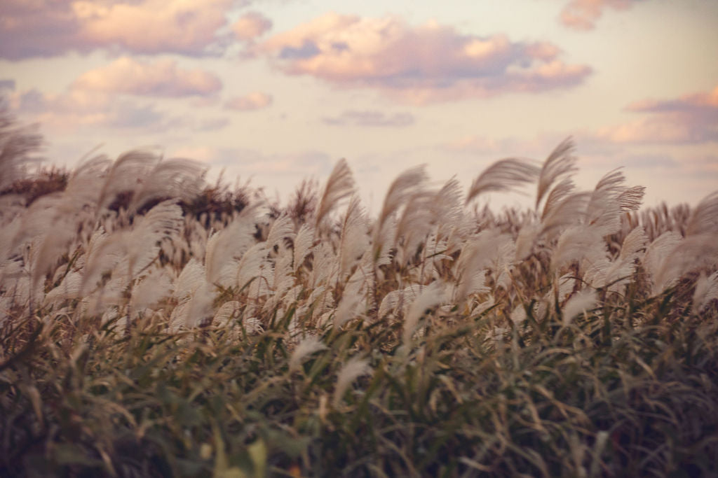 Heavenly Field